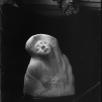 MBPV1911 : Anonyme ou Antoine Bourdelle, Baiser de Bourdelle, négatif sur verre au gélatino-bromure d'argent, 12 x 9 cm